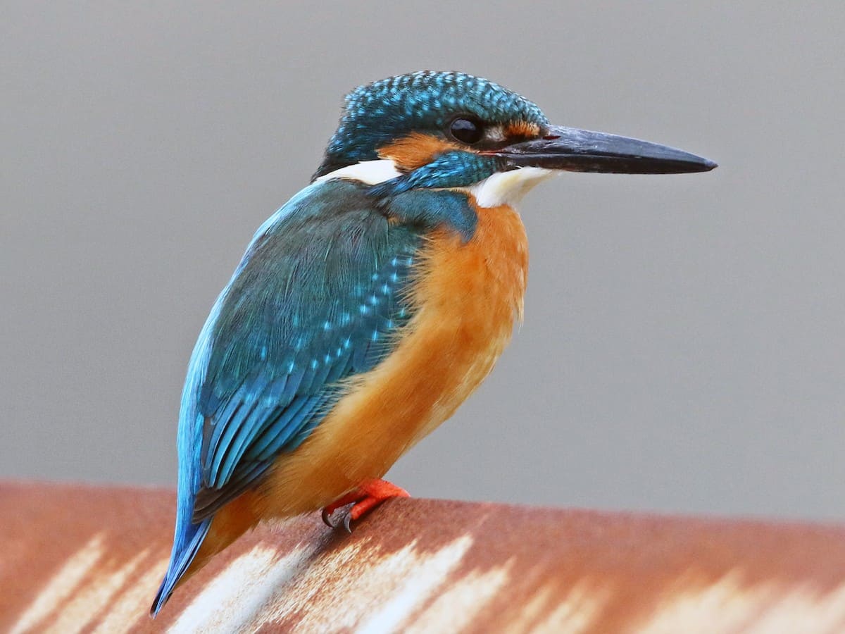 Common Kingfisher (Small Blue Kingfisher)